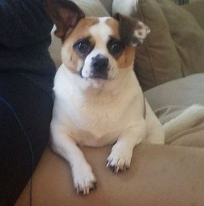 Meet your Posher, Casey